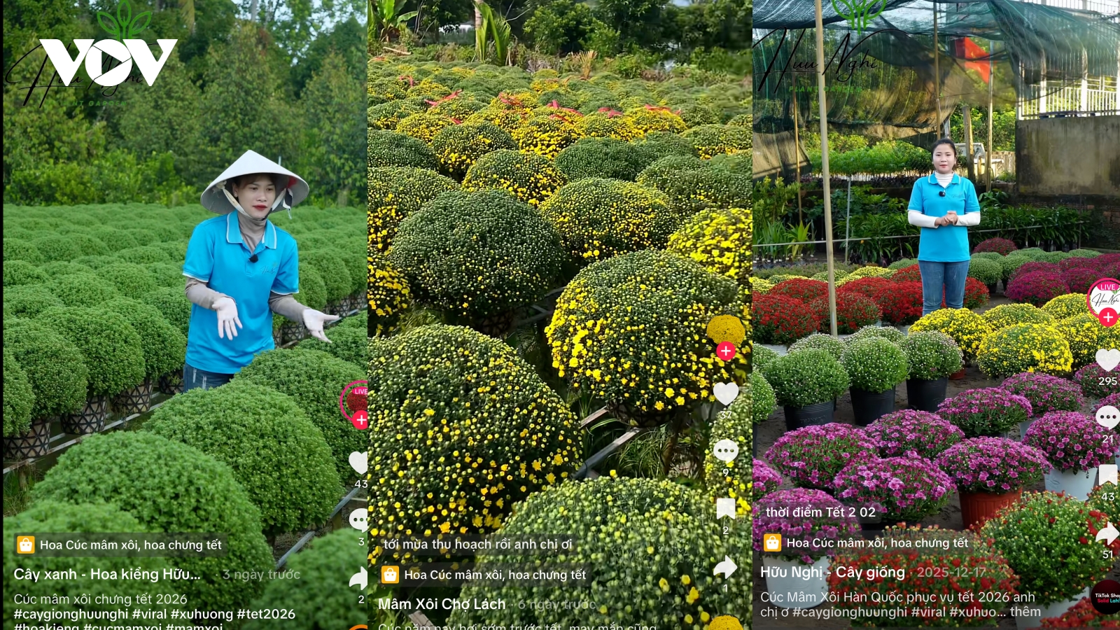 Nhộn nhịp chợ hoa Tết online: Nhà vườn vào vụ sớm, người mua tiện lợi hơn